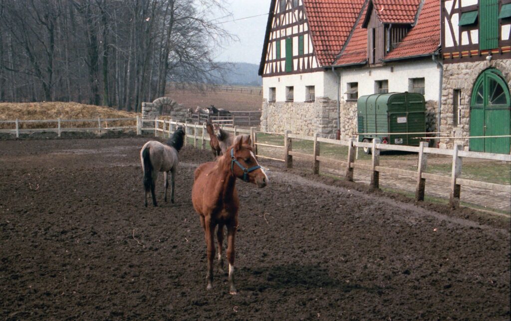 Waldstall mit Pferden in Altefeld