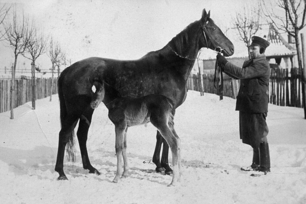 Pferd und Wärter in Altefeld